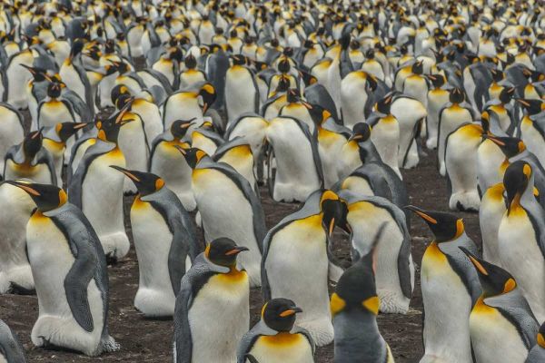 East Falkland, Volunteer Point King penguins